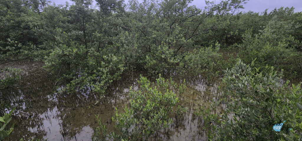boqueron-portoryko