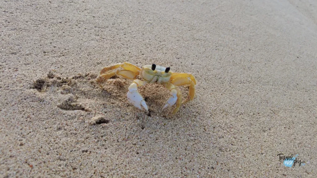 atlantic-ghost-crab