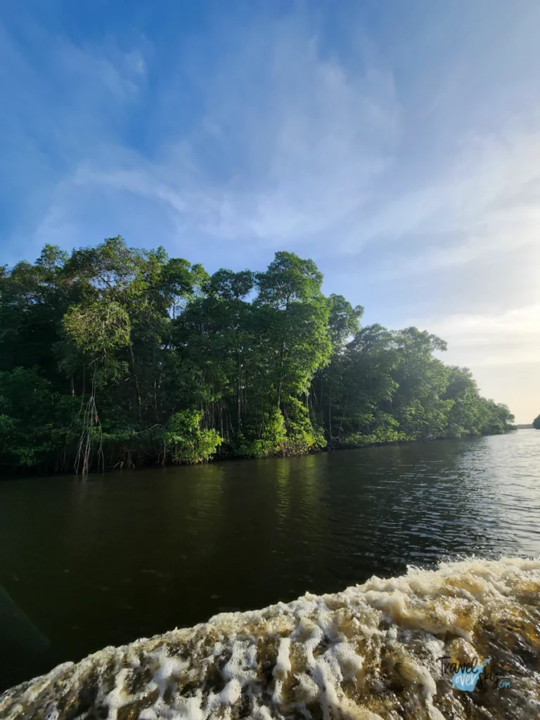 caroni-swamp-rinidad