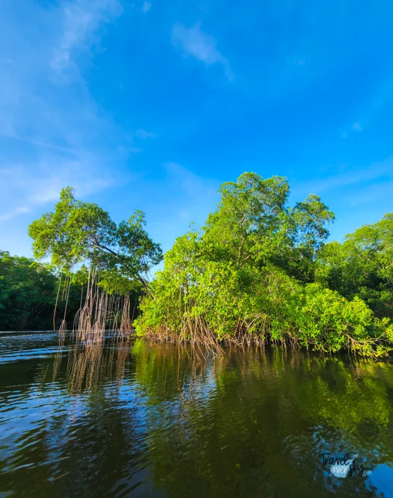 caroni-swamp-trinidad-and-tobago