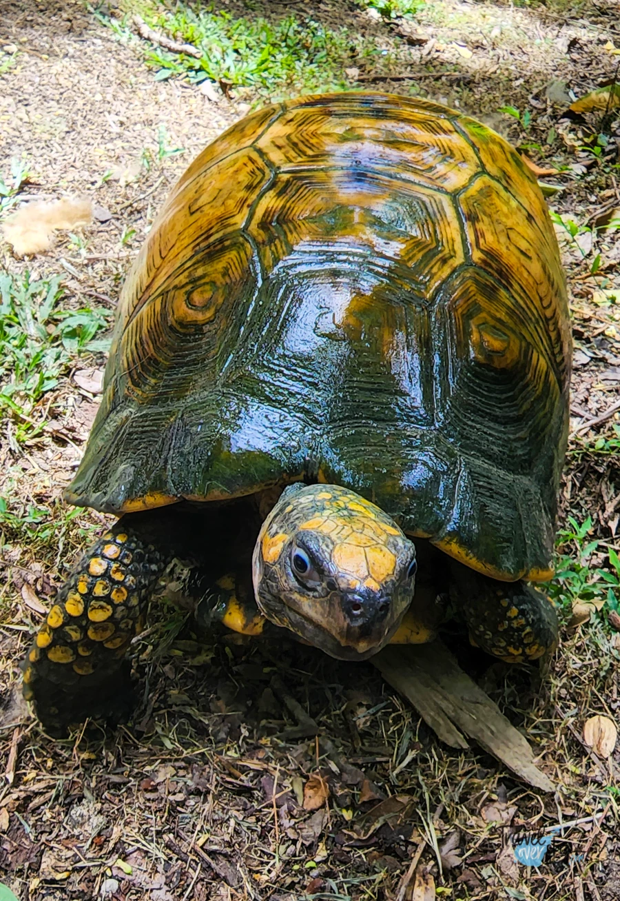 yellow-footed-tortoise
