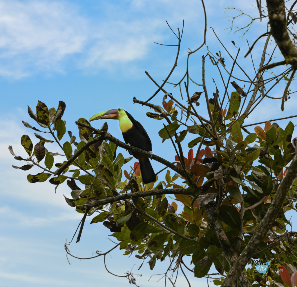 keel-billed-toucan-costa-rica