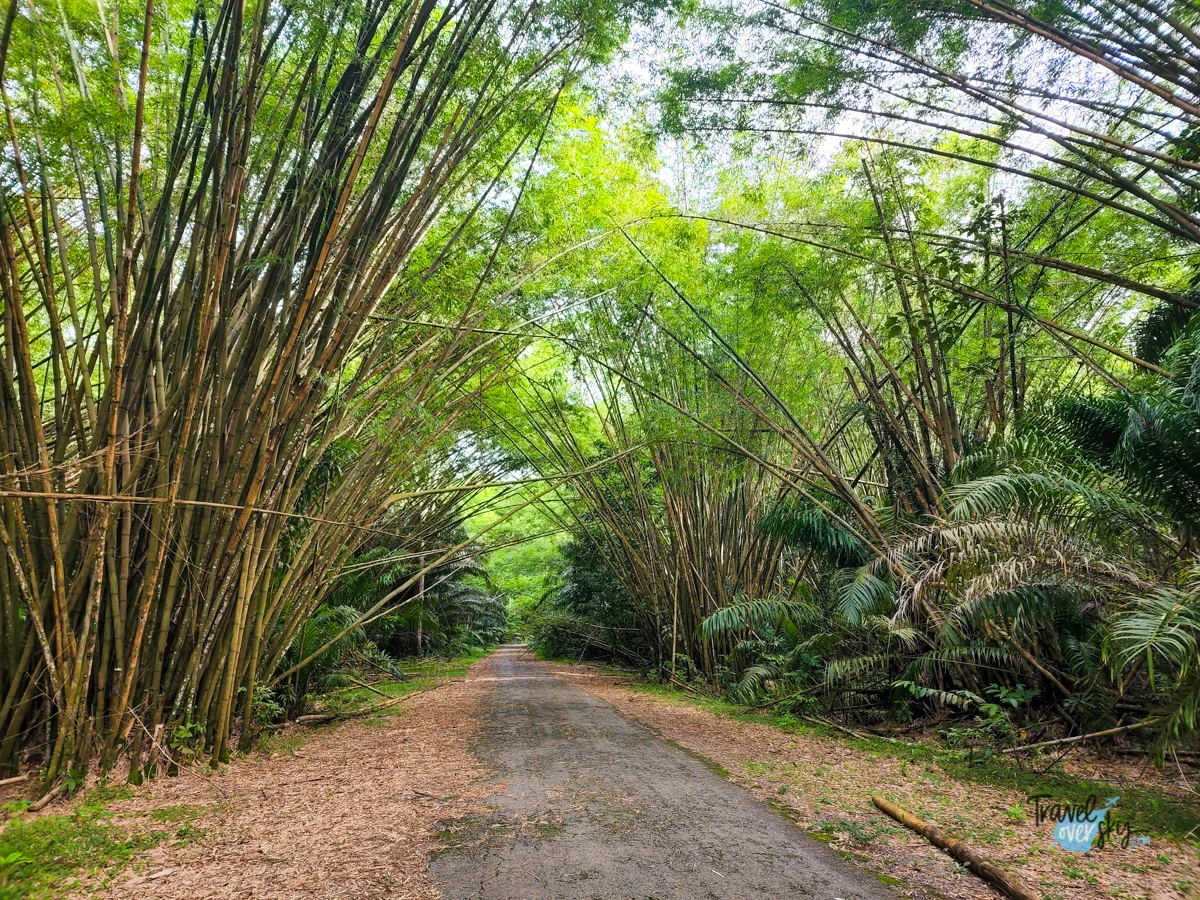 bamboo-cathedral-trinidad-and-tobago