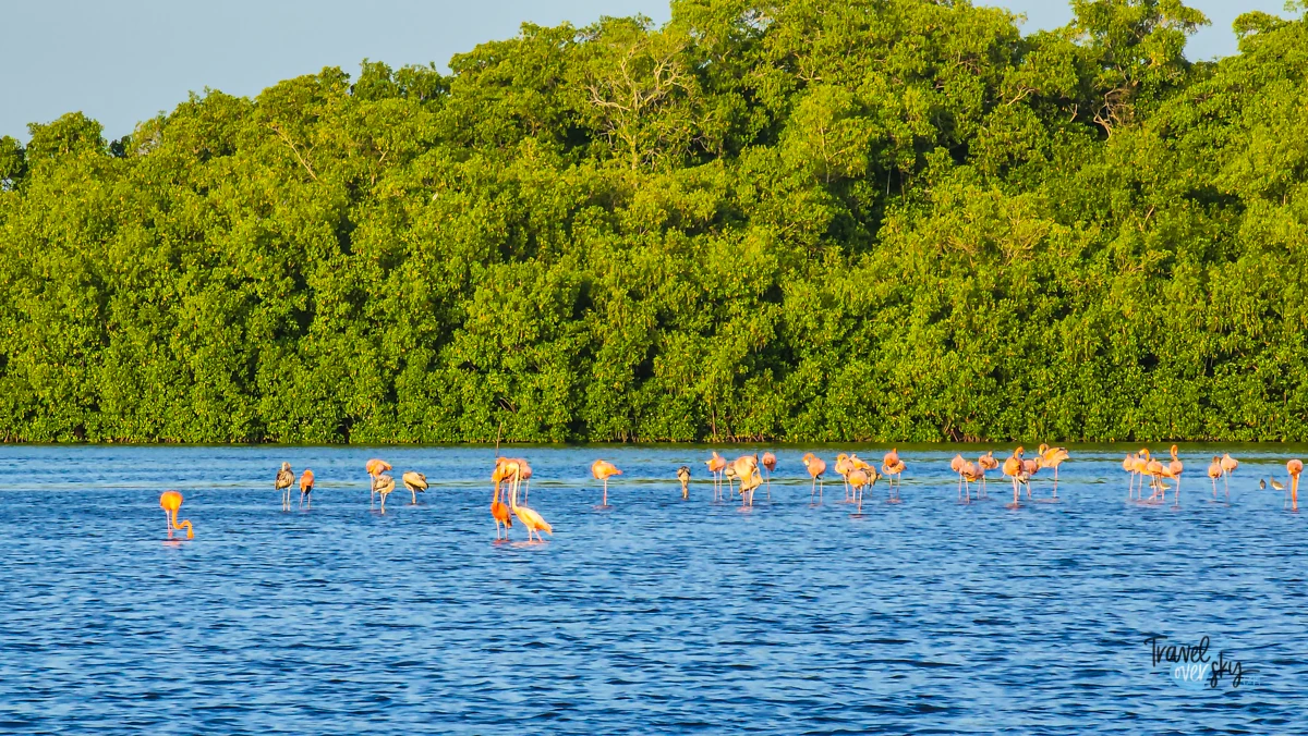 caroni-swamp-trinidad-and-tobago