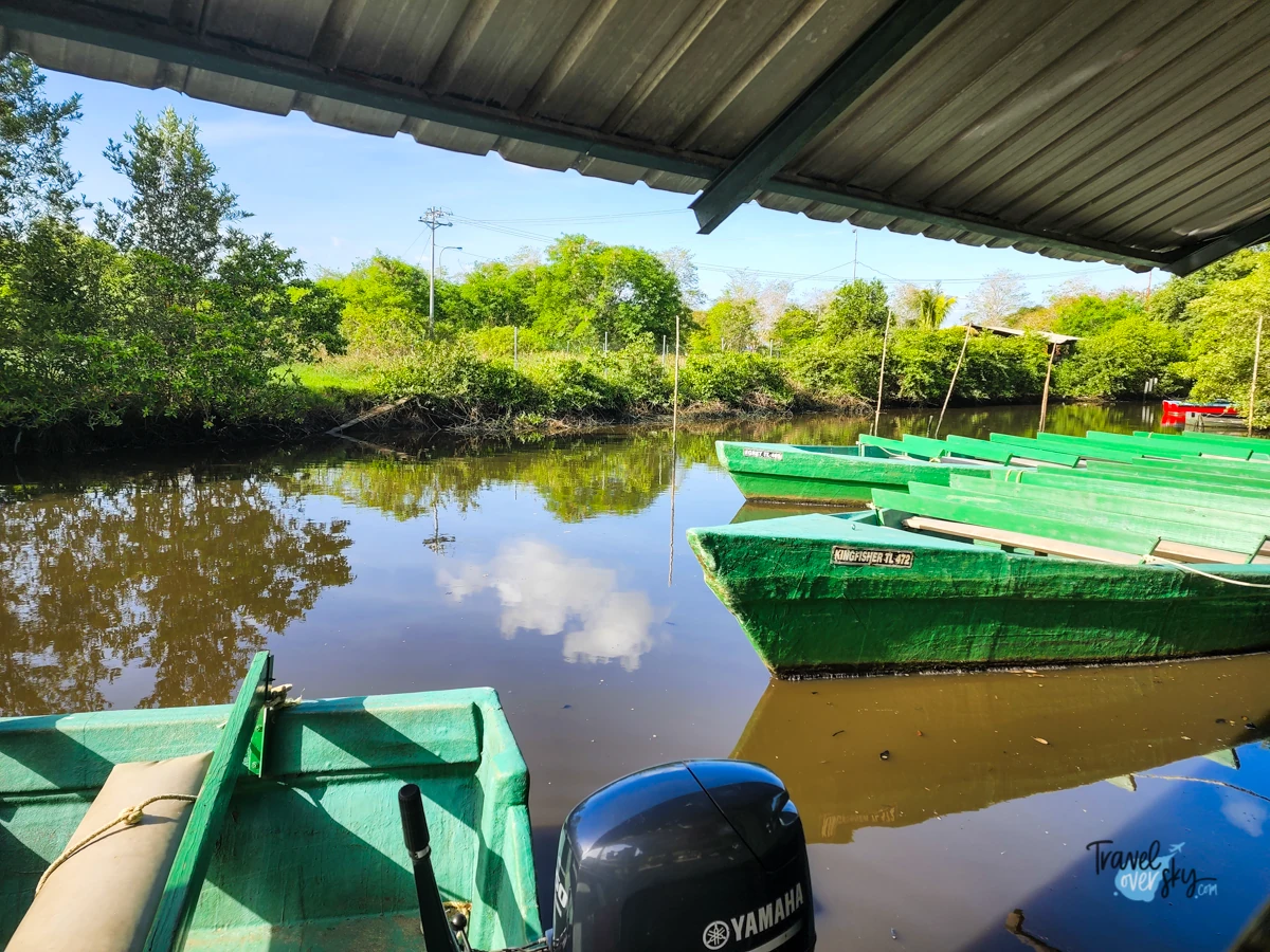 caroni-swamp-trinidad-and-tobago
