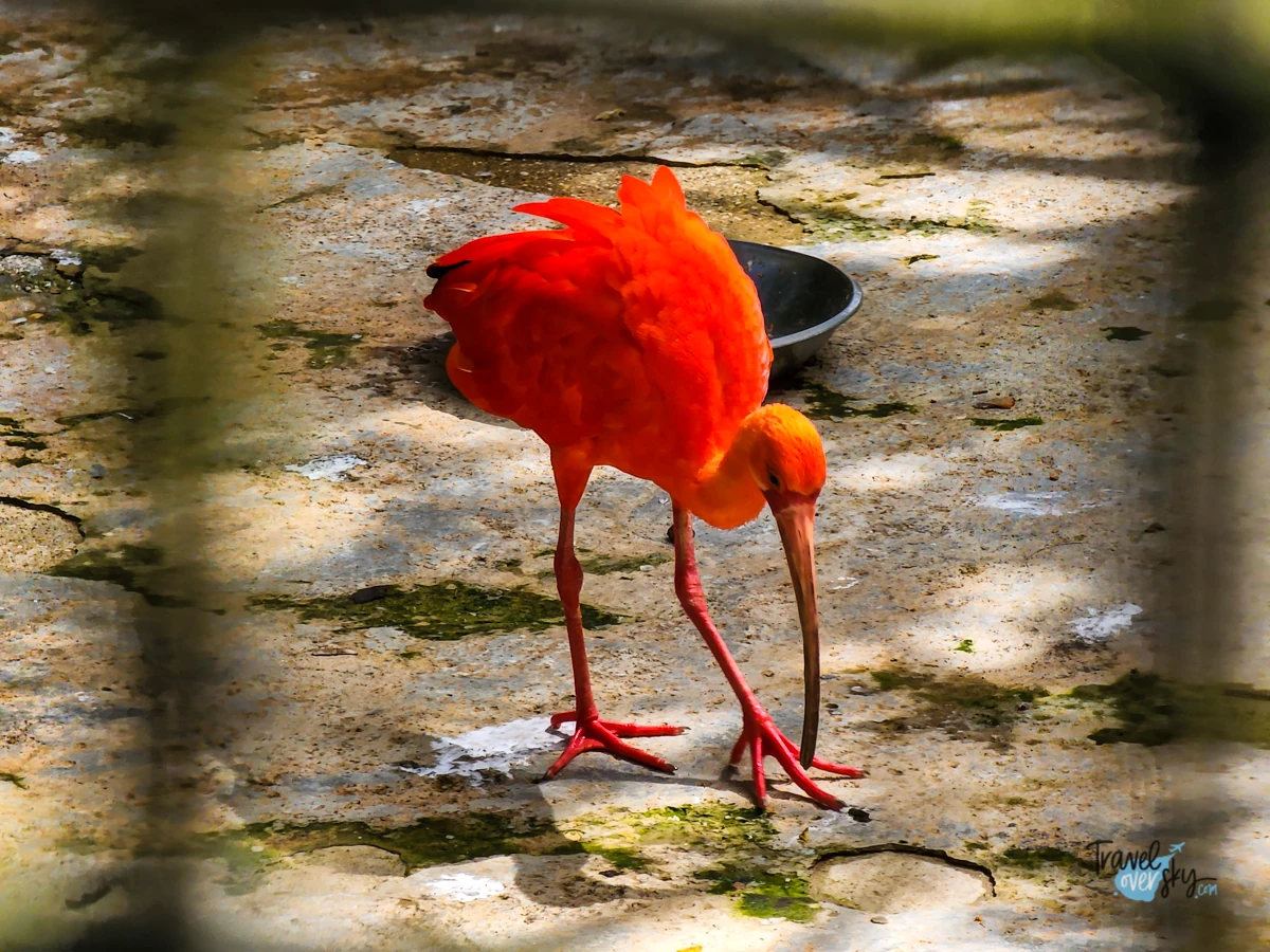 emperor-valley-zoo-port-of-spain-trinidad-and-tobago