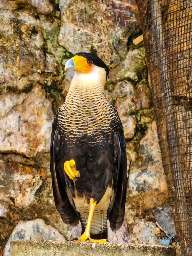 emperor-valley-zoo-port-of-spain