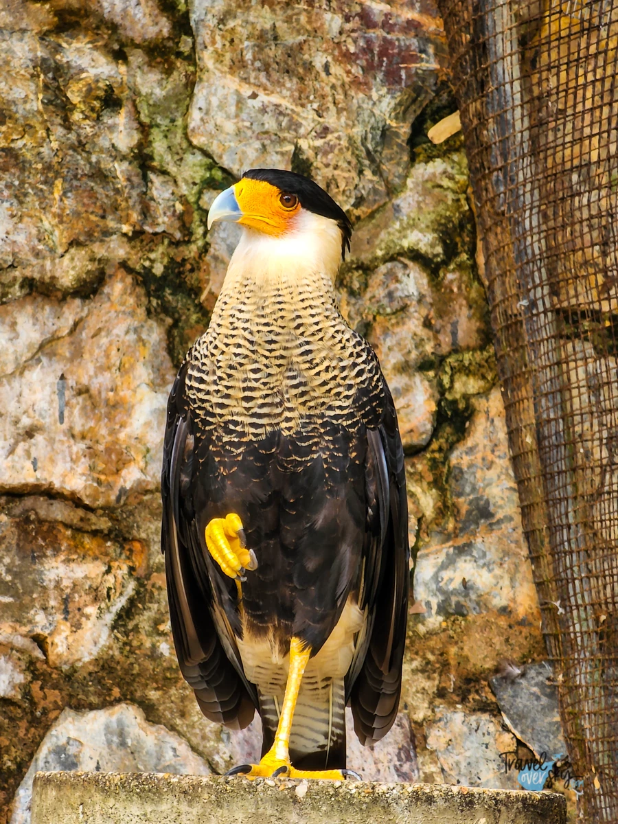 emperor-valley-zoo-port-of-spain