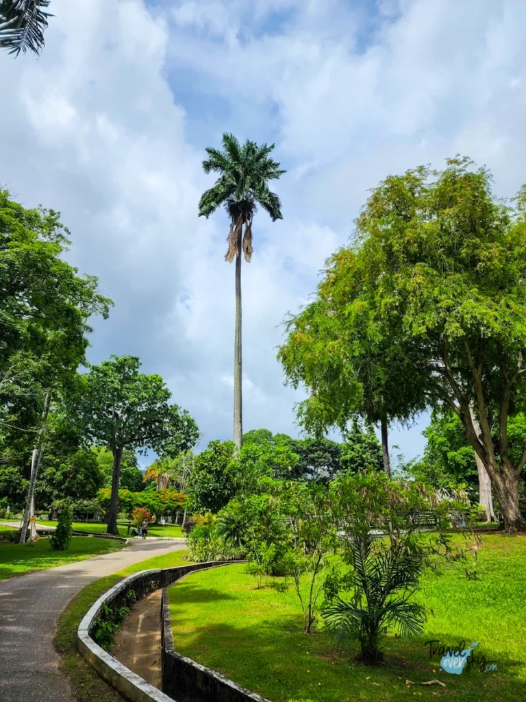 royal-botanic-gardens-port-of-spain-trinidad-and-tobago