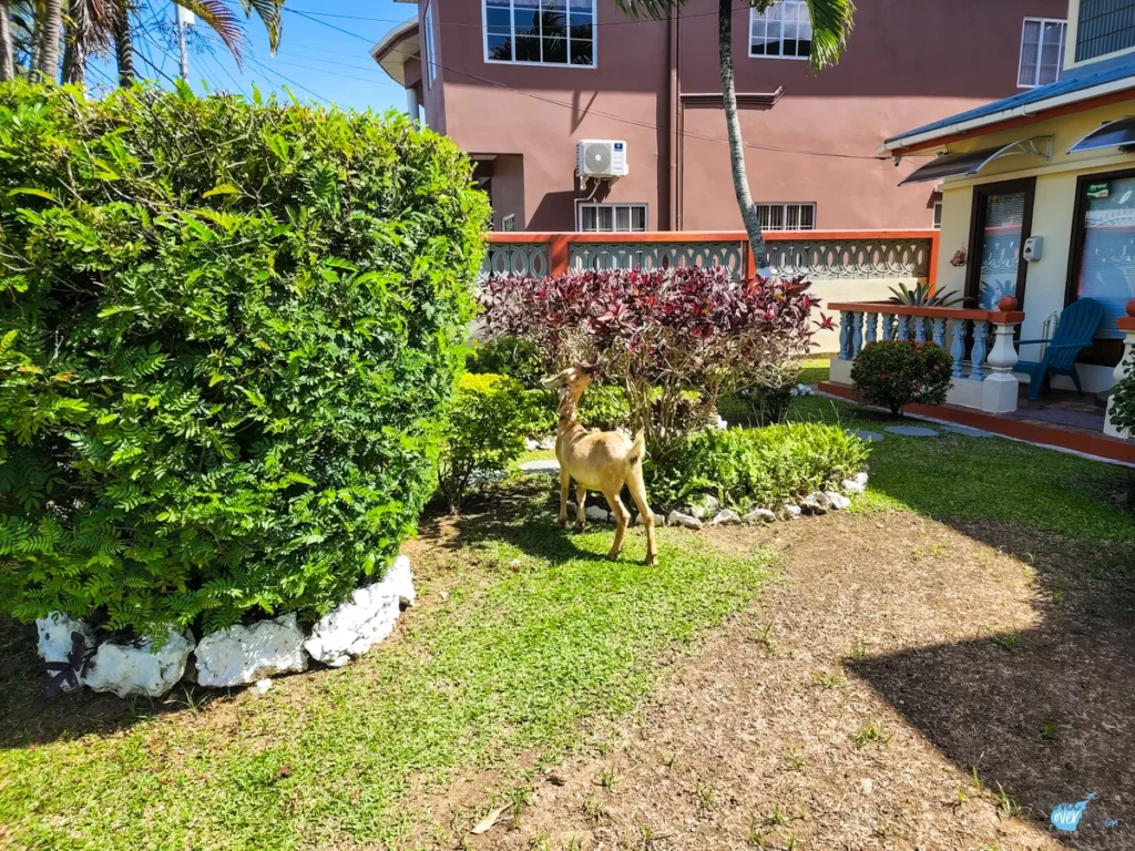 apartment-in-crown-point-trinidad-and-tobago