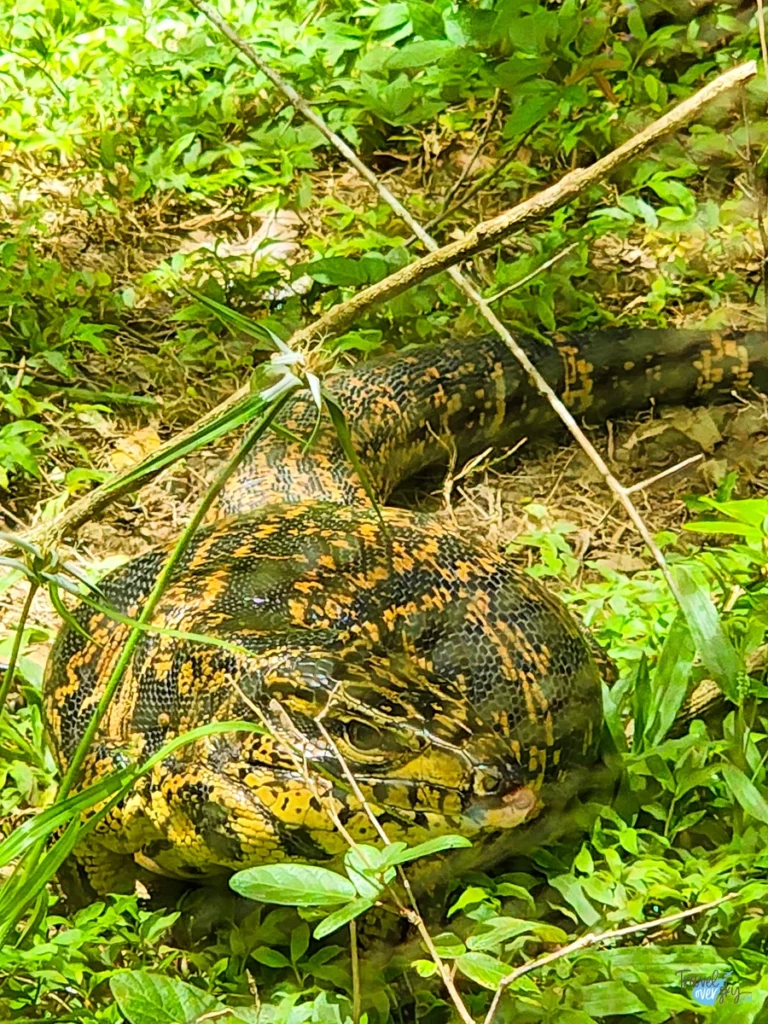 corbin-local-wildlife