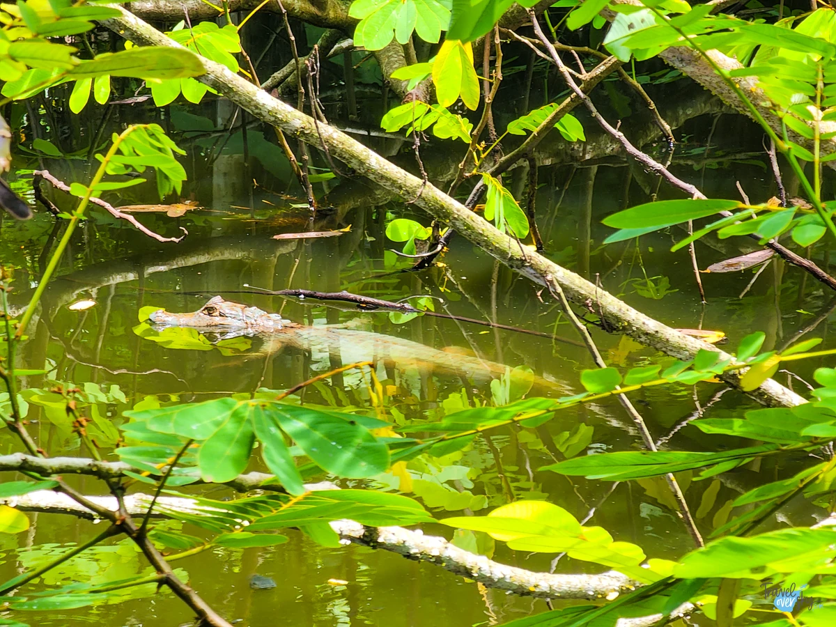 corbin-local-wildlife-cayman