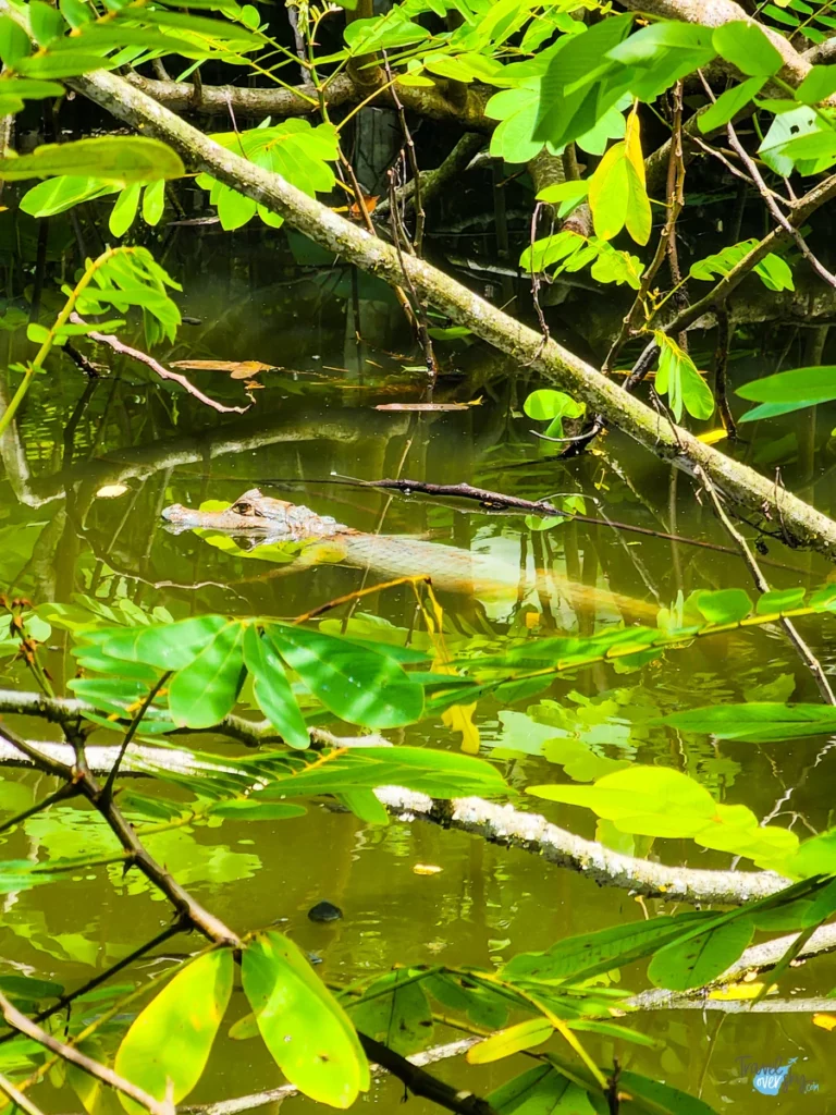 corbin-local-wildlife-cayman