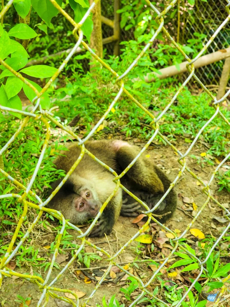 Cebus albifrons-corbin-local-wildlife-monkey