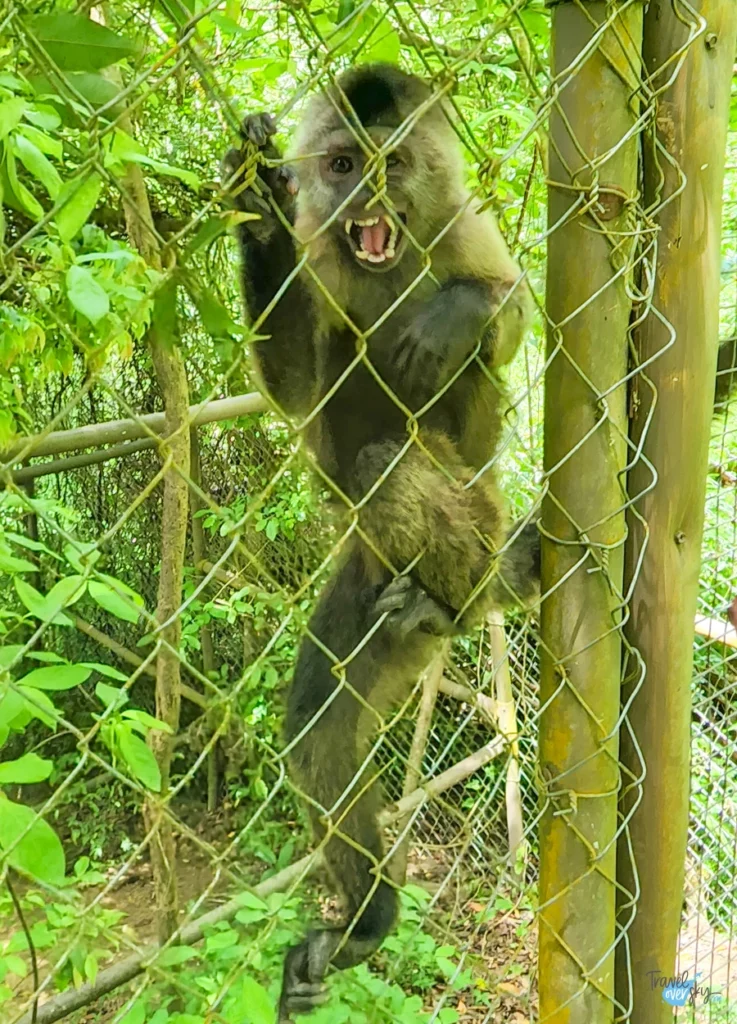 corbin-local-wildlife-monkey