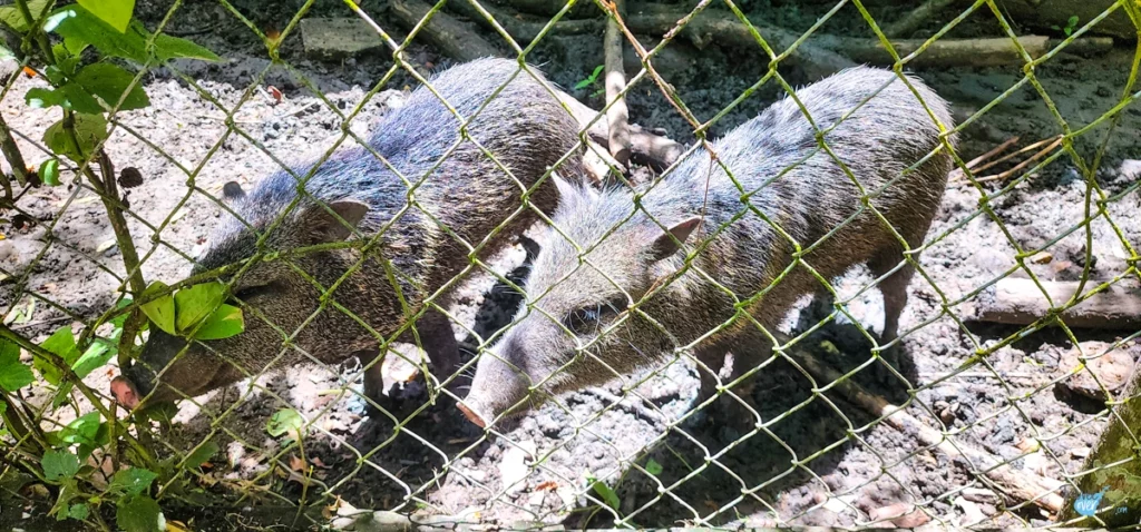 corbin-local-wildlife-pekari