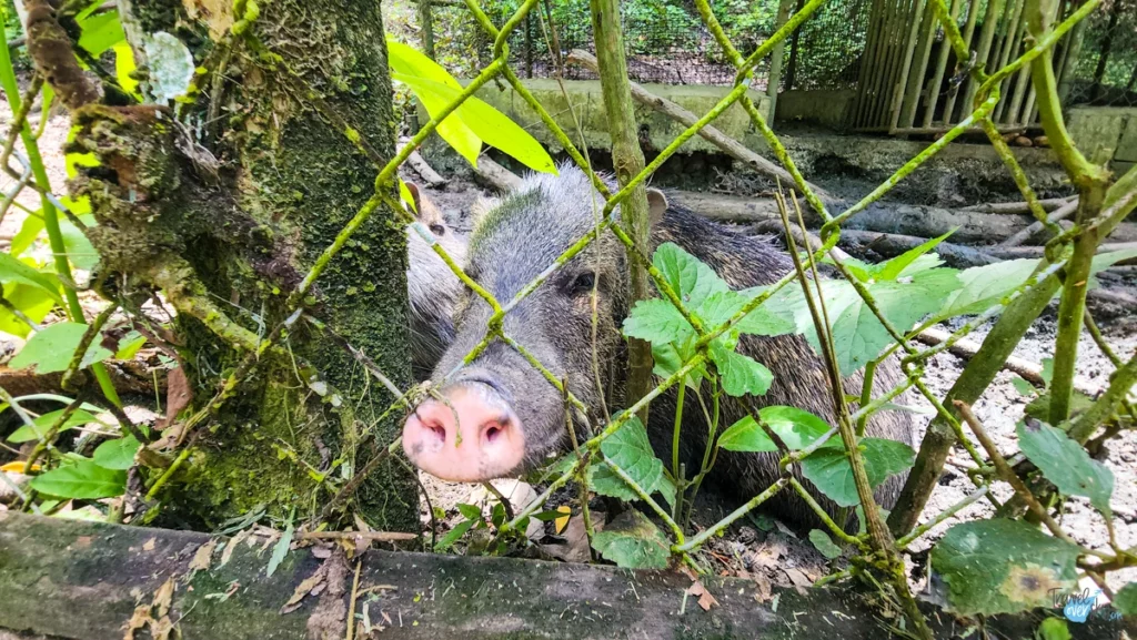 corbin-local-wildlife-pekari