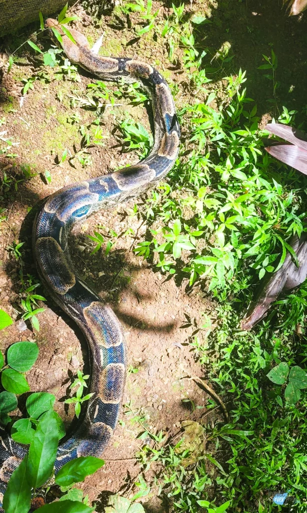 corbin-local-wildlife-snakes