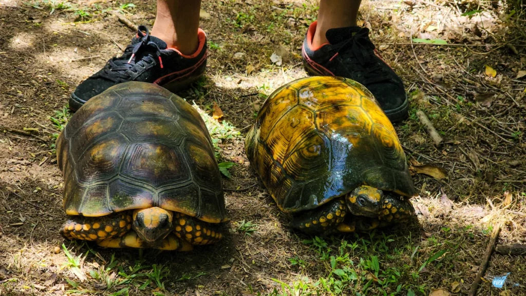 corbin-local-wildlife-turtles