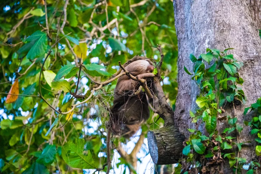 bradypodidae-cahuita-costa-rica