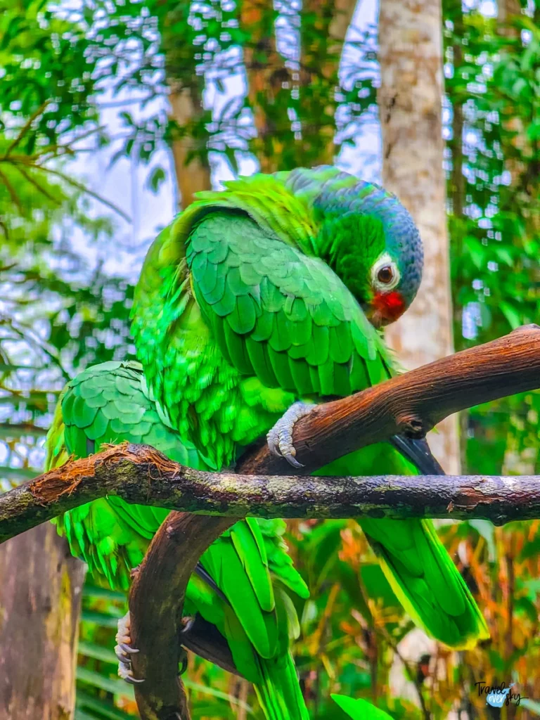 ara-ambiguus-costa-rica