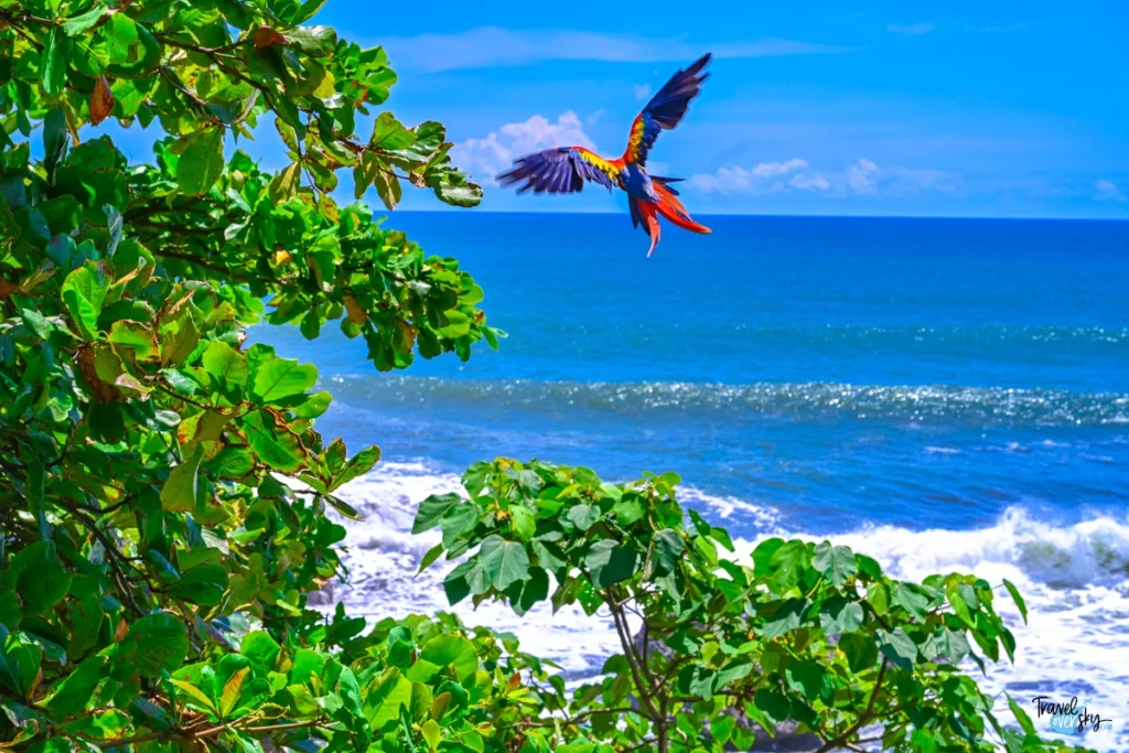ara-macao-jaco-costa-rica