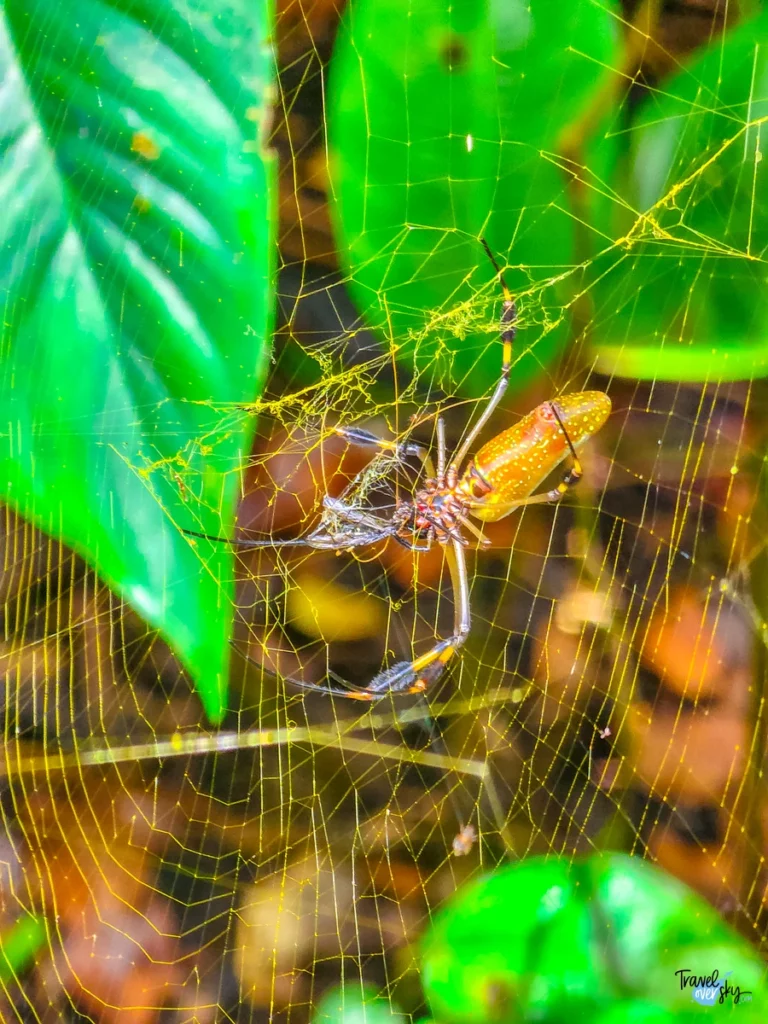 trichonephila-clavipes-cahuita-costa-rica