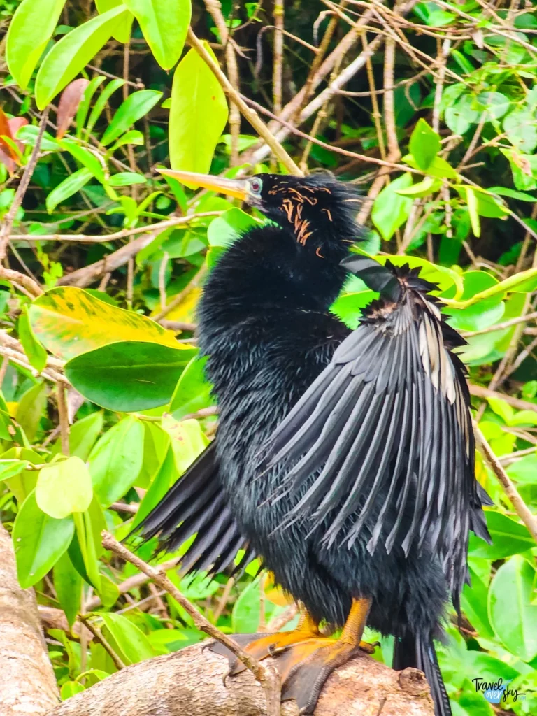 anhinga-national-park-tortuguero-costa-rica