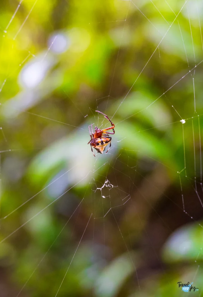 arrowhead-spider-verrucosa-arenata-costa-rica