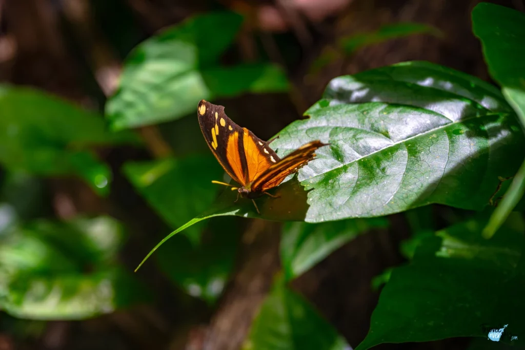 consul-fabius-tiger-leafwing-costa-rica