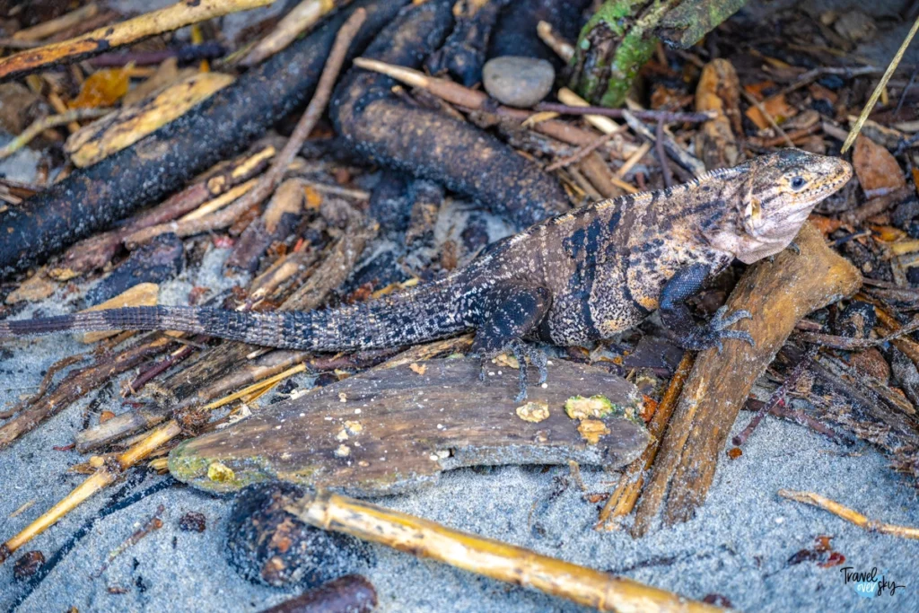 ctenosaura-similis-black-spiny-tailec-iguana-costa-rica