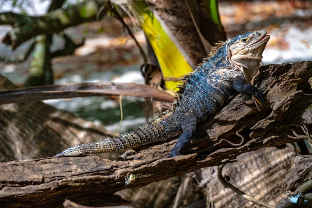 ctenosaura-similis-black-spiny-tailec-iguana-costa-rica