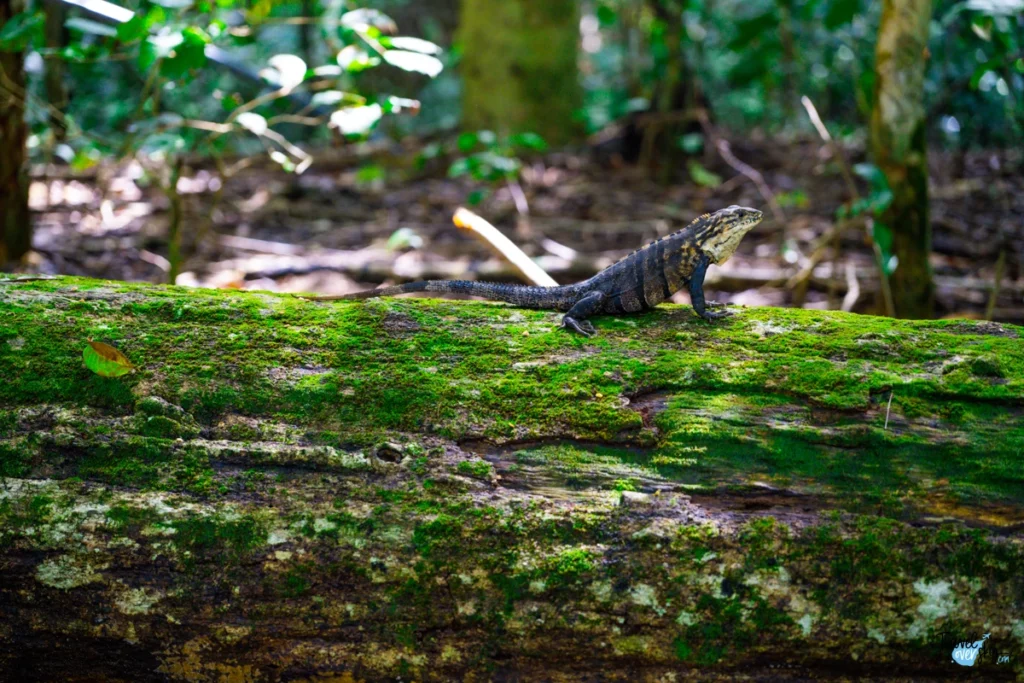 ctenosaura-similis-black-spiny-tailec-iguana-costa-rica