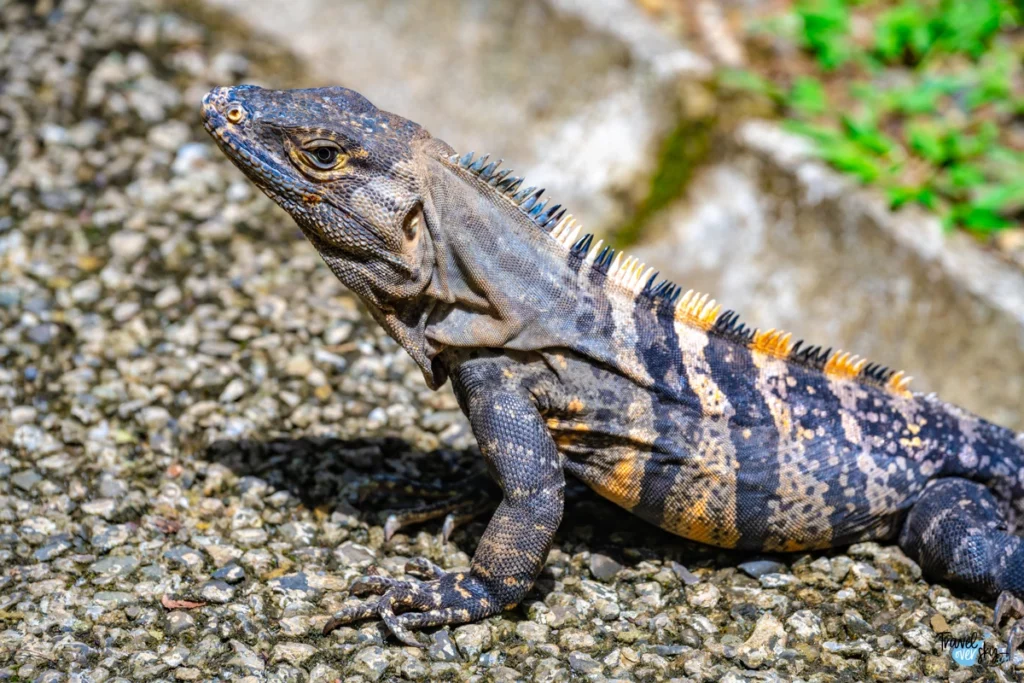 ctenosaura-similis-black-spiny-tailec-iguana-costa-rica