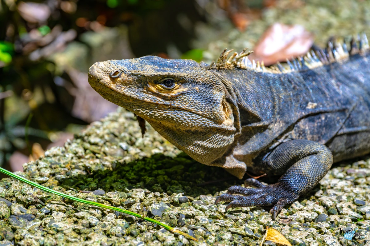 ctenosaura-similis-black-spiny-tailec-iguana-costa-rica