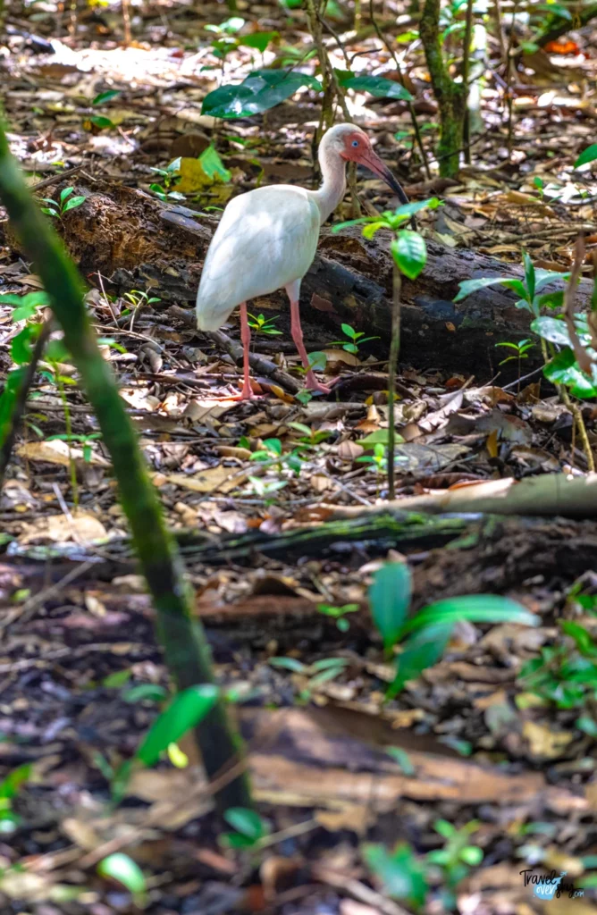 eudocimus-albus-white-ibis-costa-rica