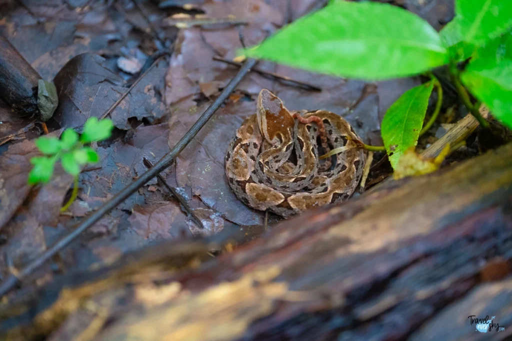 fer-de-lance-pit-viper-costa-rica