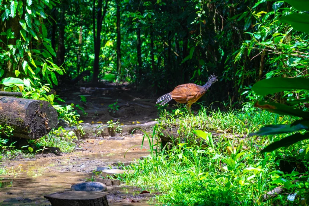 great-curassow-corcovado-costa-rica