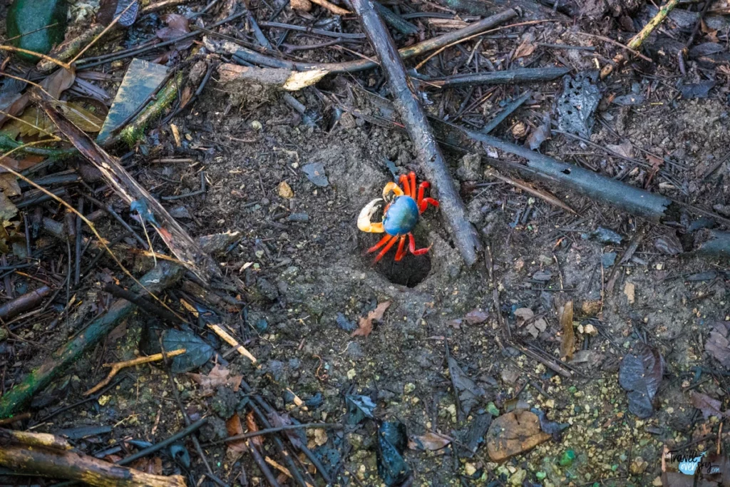 halloween-crab-costa-rica