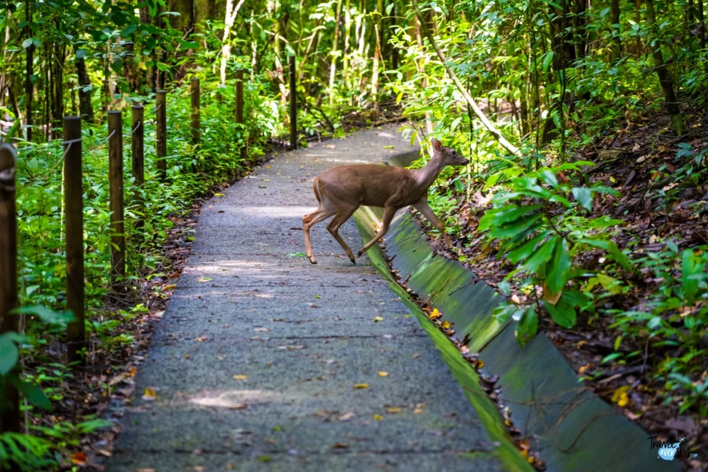 mazama-temama-central-american-red-brocket-costa-rica