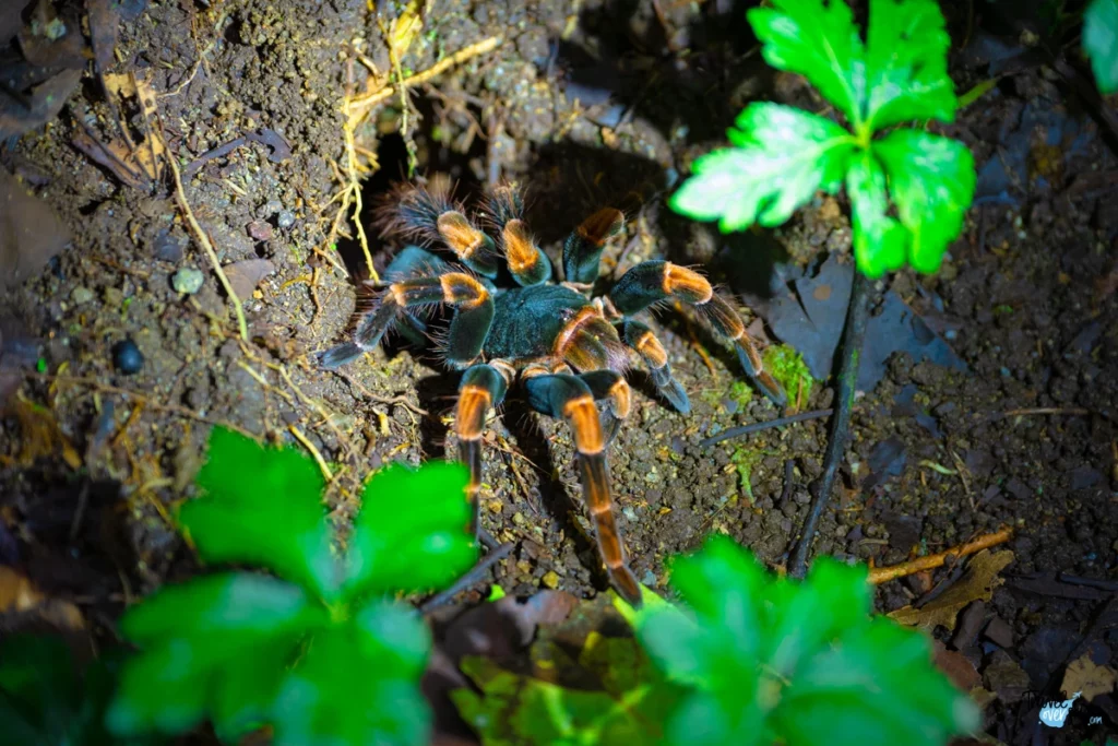 megaphobema-tarantula-costa-rica