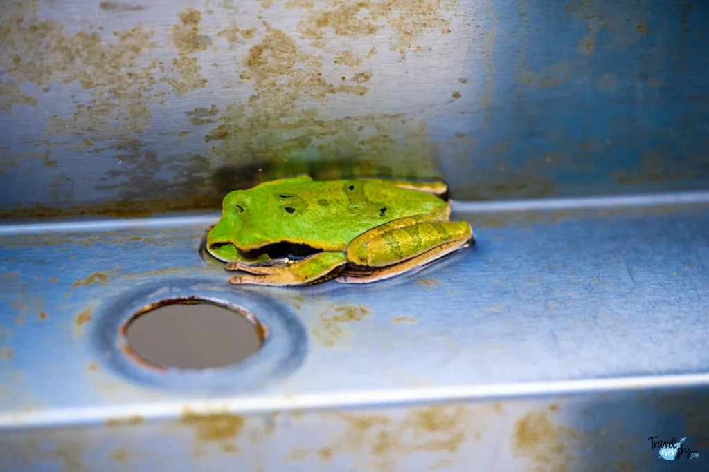 new-granada-cross-banded-tree-frog-costa-rica