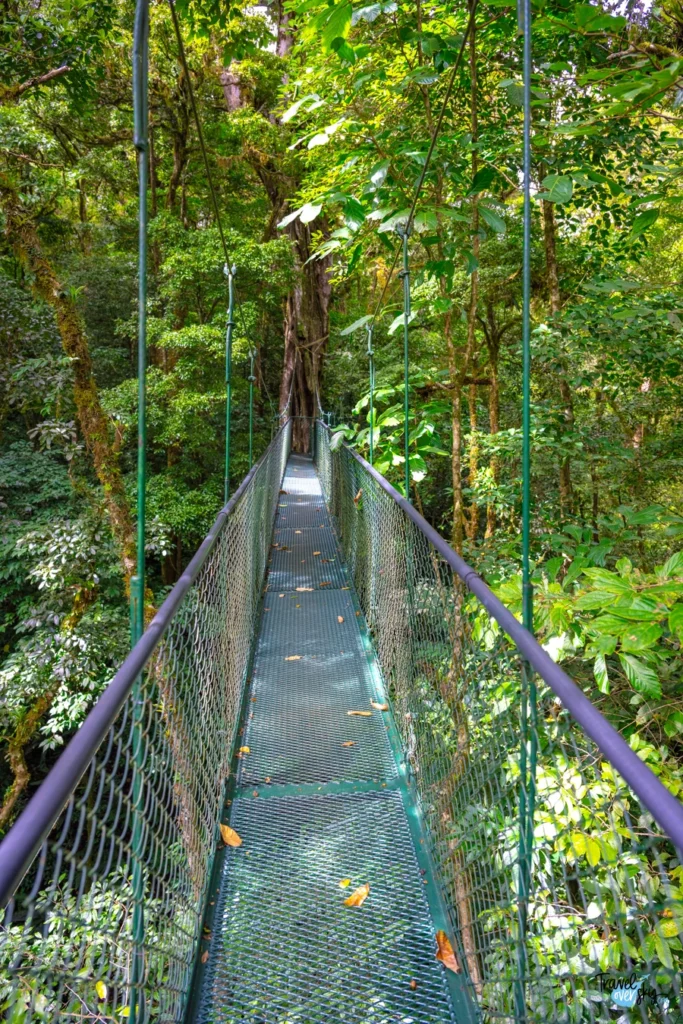 puentes-colgantes-monteverde-santa-elena-costa-rica