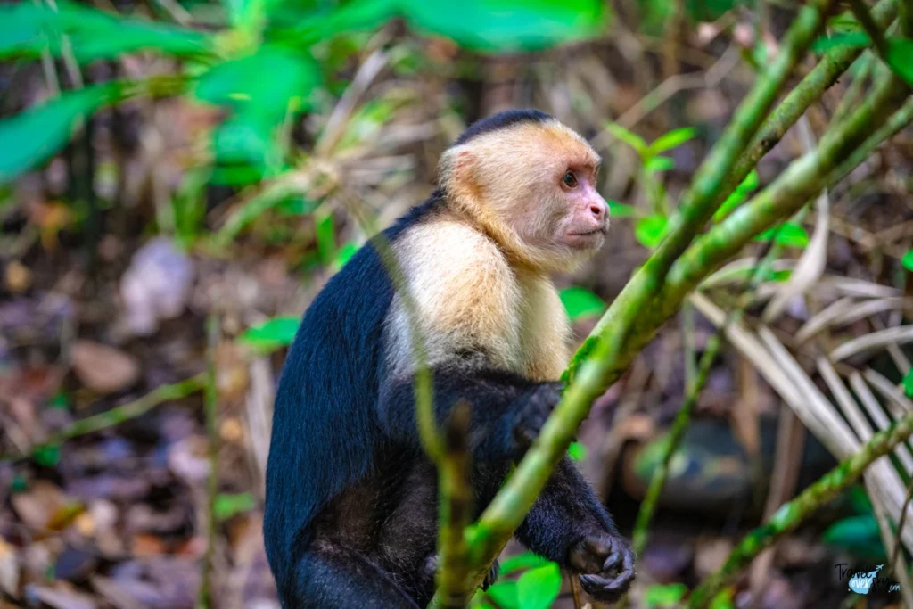whitefaced-capuchin-cebus-capucinus-costa-rica