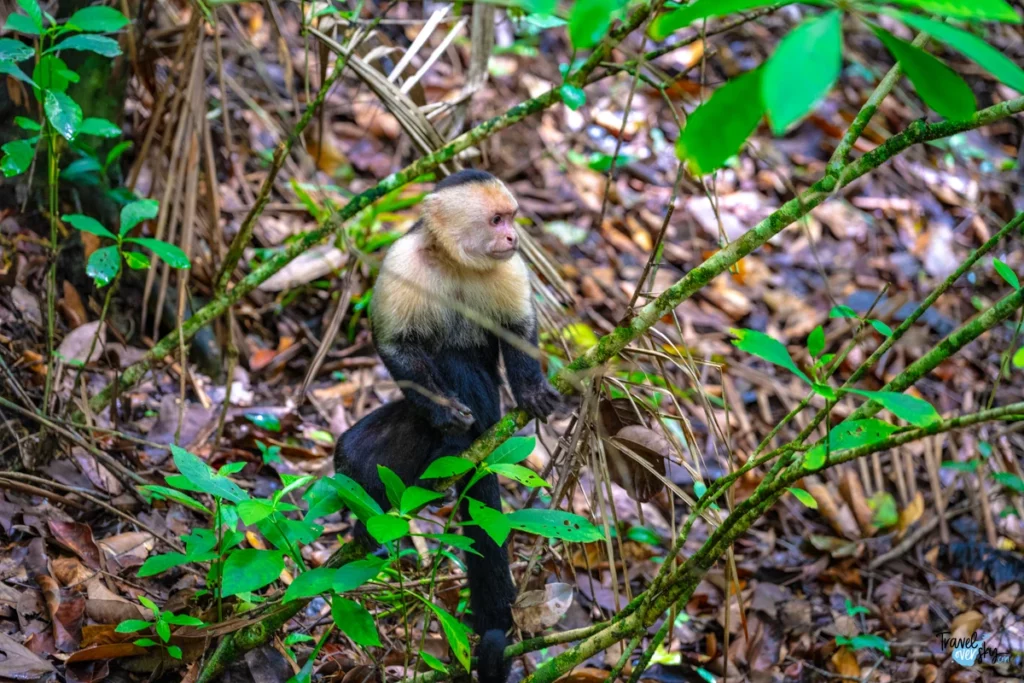 whitefaced-capuchin-cebus-capucinus-costa-rica