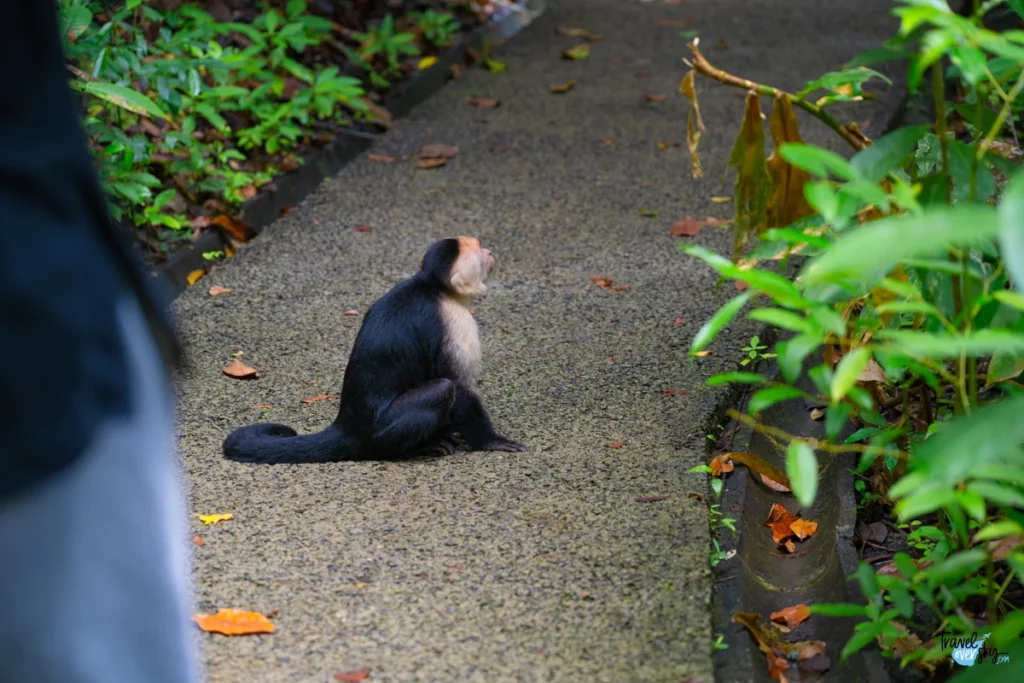 whitefaced-capuchin-costa-rica