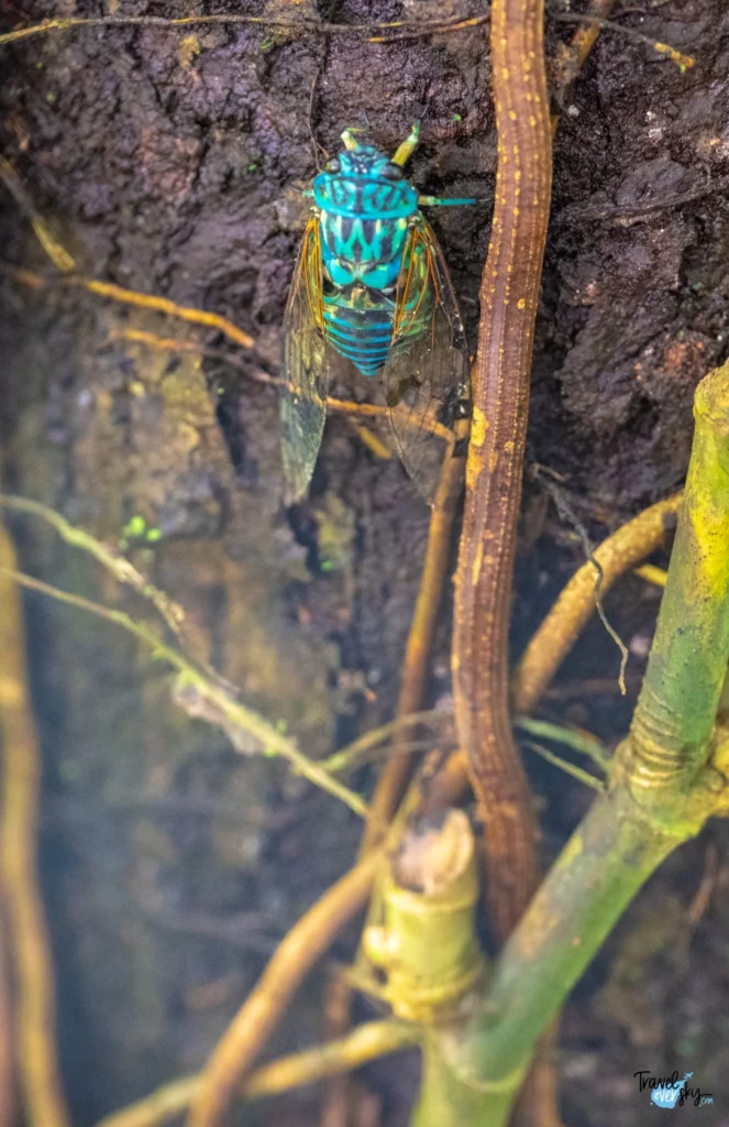 zammara-smaragdula-cicada-costa-rica