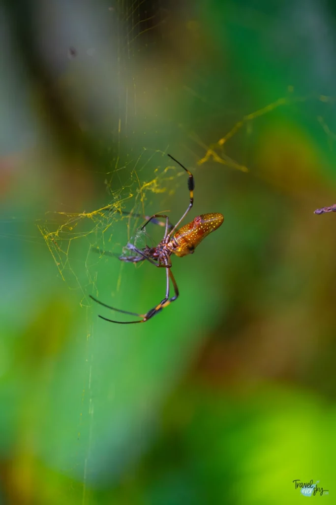 trichonephila-clavipes-costa-rica