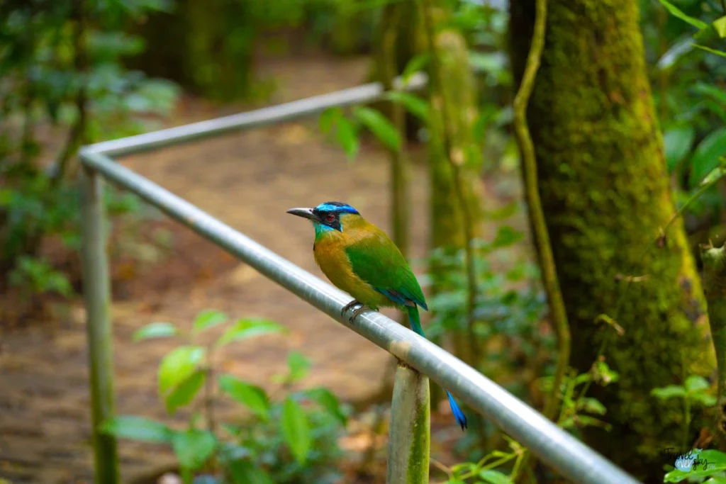 amazon-motmot-costa-rica