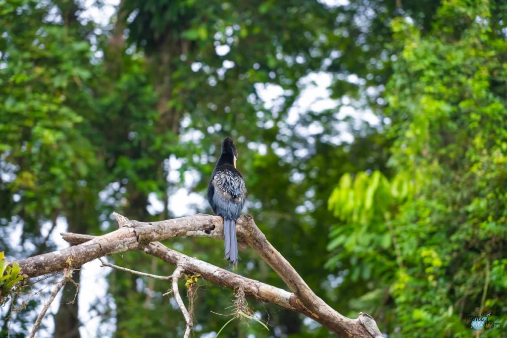 anhinga-anhinga-tortuguero-costa-rica